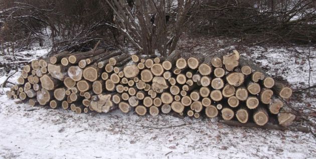 lemn furat lugoj costeiu tipari lugojeanul 2013