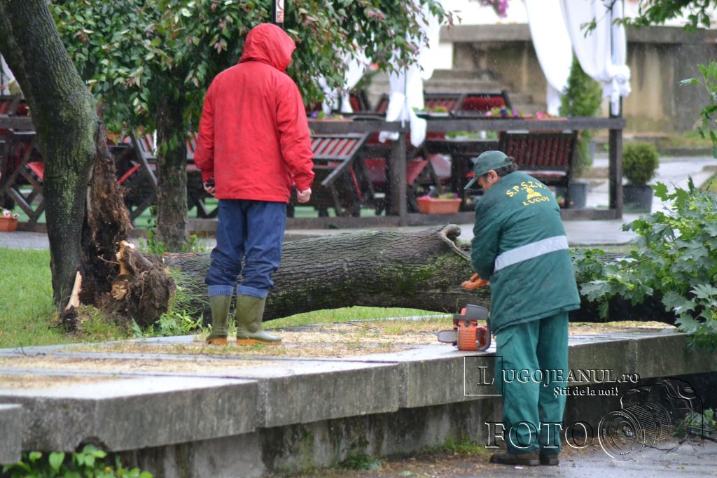 pom-cazut-lugoj-grindina-copaci-dezastru-furtuna-26-mai-2013-foto-galerie-taifas-lugojeanul-1 (1)