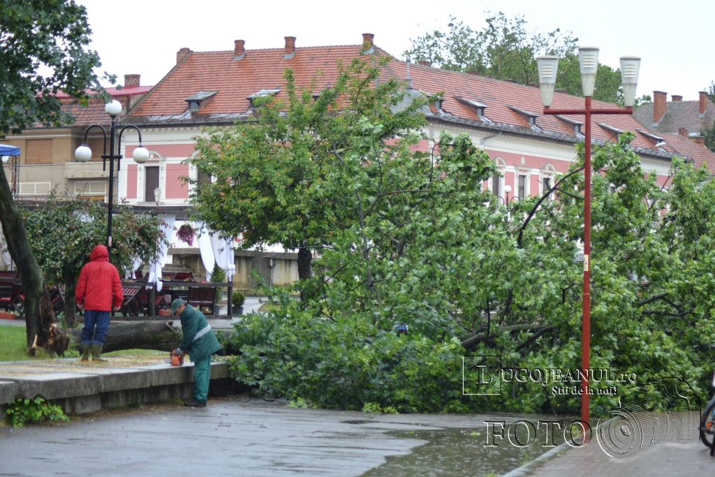 pom-cazut-lugoj-grindina-copaci-dezastru-furtuna-26-mai-2013-foto-galerie-taifas-lugojeanul-2